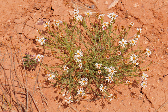 Rose Heath is found in the mid to upper Sonoran Desert, Juniper to Pinyon-juniper woodland communities, grasslands, Creosote flats; note the light-colored gypsum soils in the photo; they also prefer open sites over shale and limestone and open dry mesas and dry rocky slopes and hillsides and along roadsides. Chaetopappa ericoides 